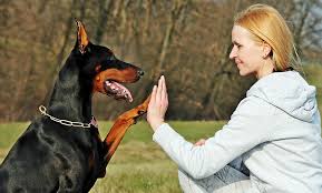 happy dog with owner