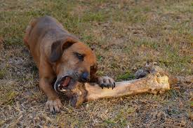 dog eating bone