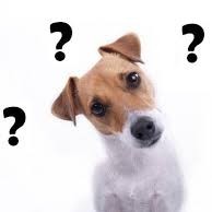 dog with questions