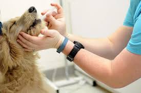 vet helping sick dog