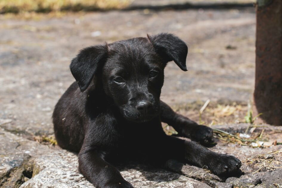 large breed puppy