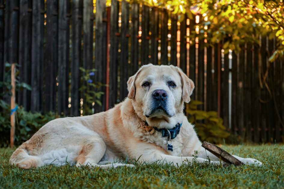 large breed dog