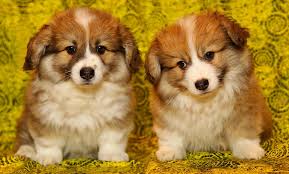 happy dogs