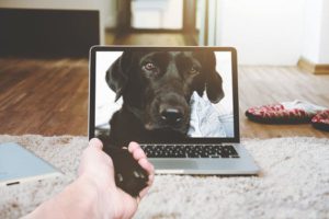 dog and computer