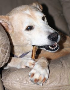 dog eating bully stick