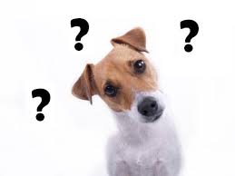 dog with questions