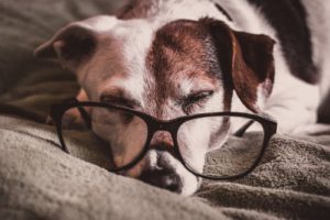 Nature's Recipe Dog Food - dog with glasses