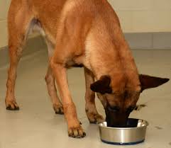 dog food and water bowls