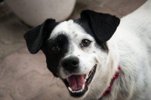 dog