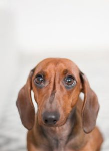 dog with floppy ears