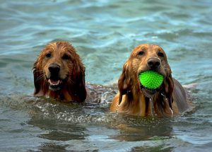 active dogs