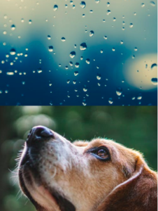 Best Dog Rain Gear - Rain on dog
