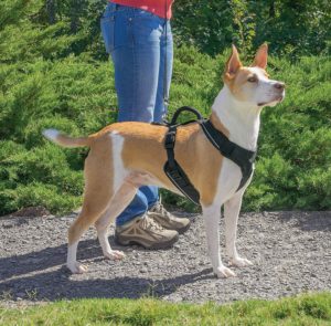 ezydog chest plate harness