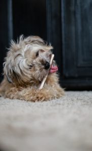Smokehouse Dog Treats - Dog Eating Treat