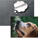 Nature's Recipe Dog Food - Dog thinking