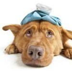 dog with food allergies