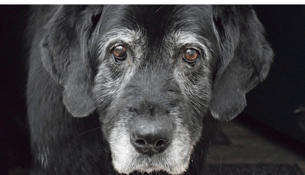 senior dog