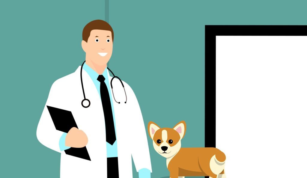 dog with vet