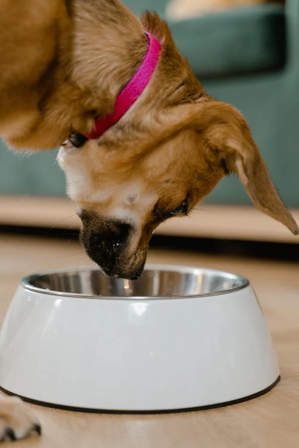 dog food and water bowls