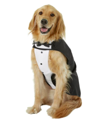 dog costume