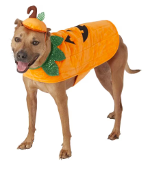 pumpkin dog food costume
