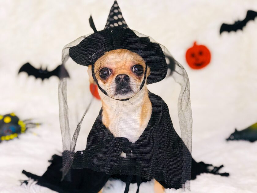 dogs halloween costumes