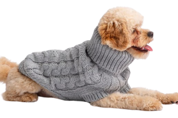 dog sweater