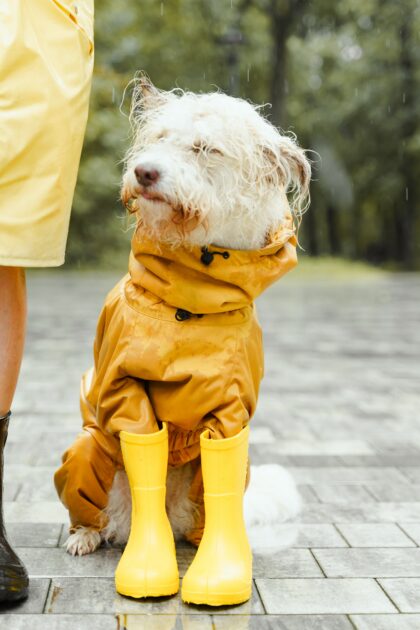 dog shirt