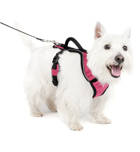dog harness