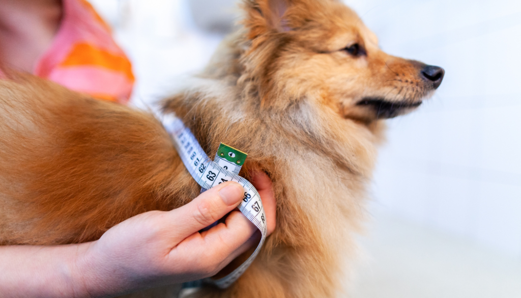 measuring a dog