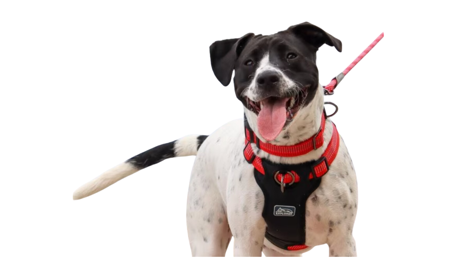k9 dog explorer dog harness