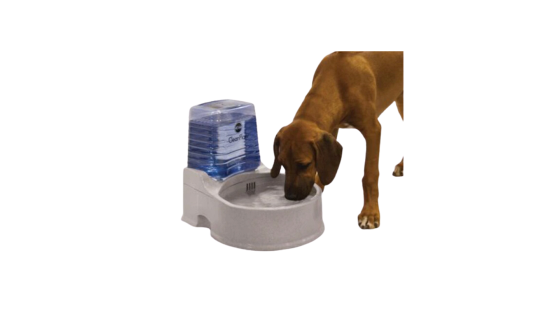 big dog water fountain