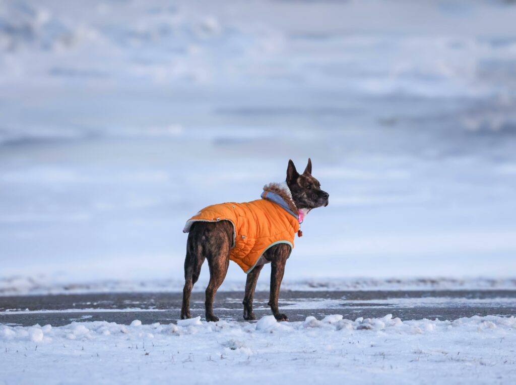 large dog jackets