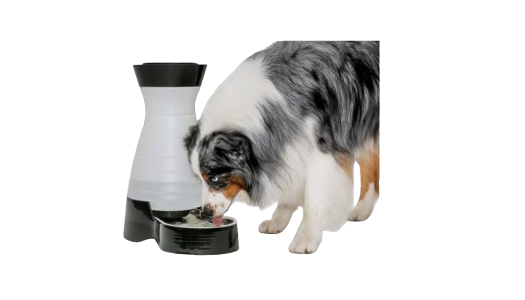 dog water fountain