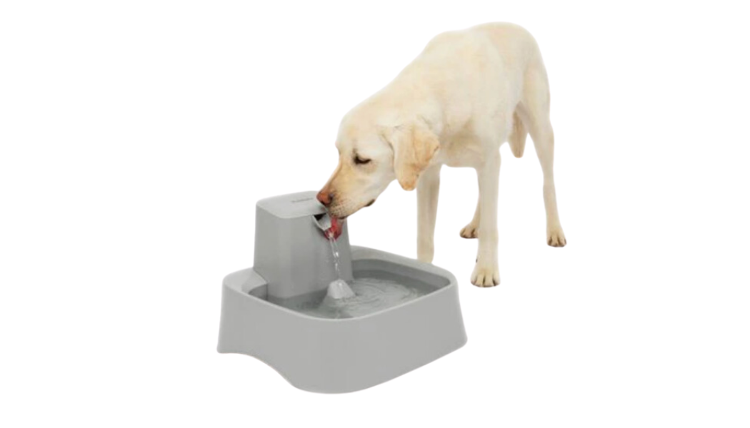 water fountain for dog