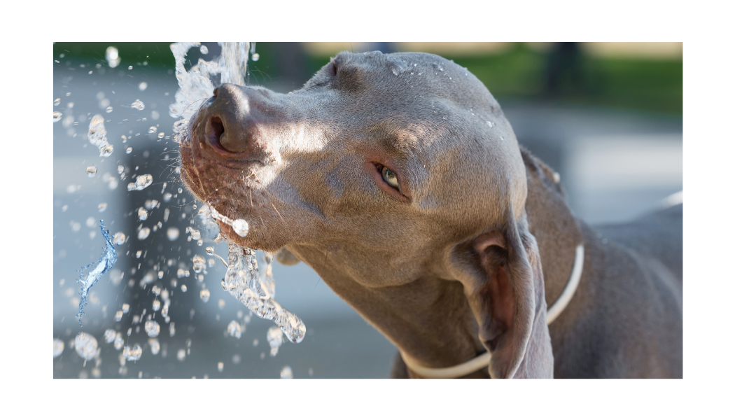 big dog water fountain