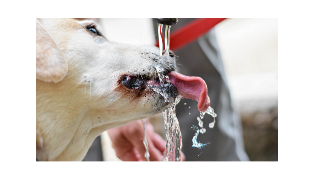 big dog water fountain