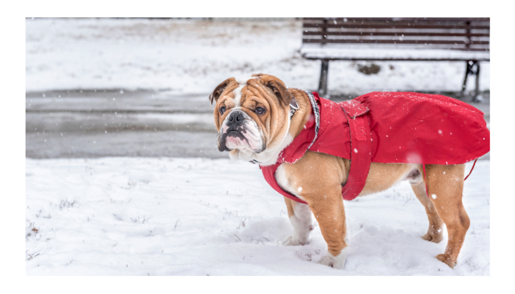 large dog jacket