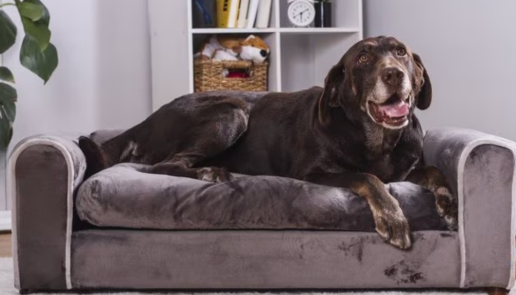 large dog laying on a large dog sofa bed