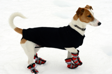 dog wearing the best winter boots for dogs