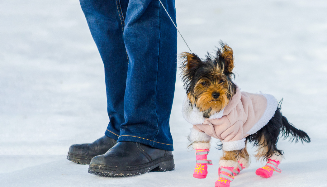 dog wearing the best winter boots for dogs 