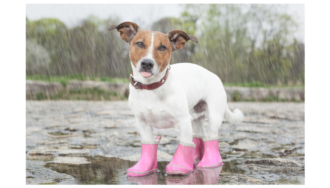 best winter dog boots