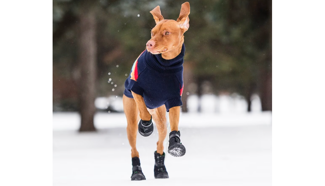 best winter dog boots