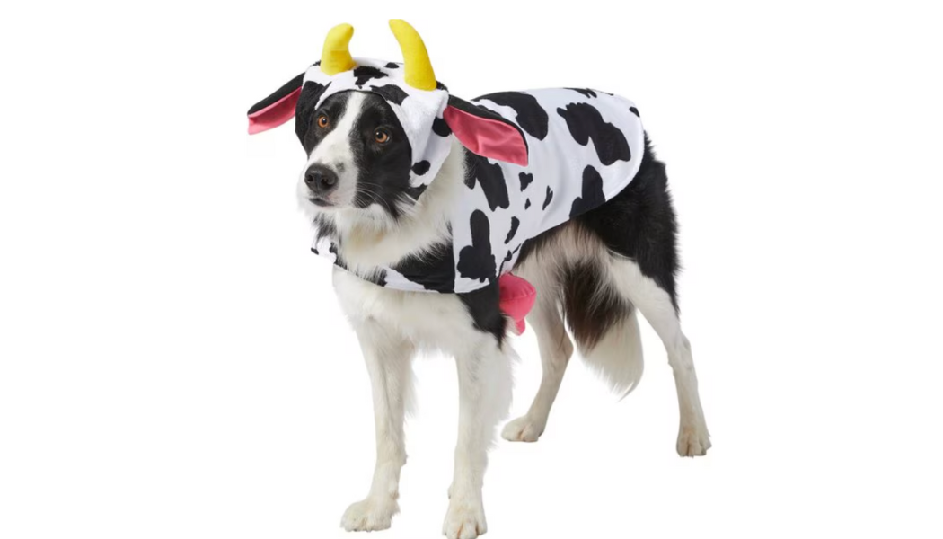 cheap dog halloween costumes