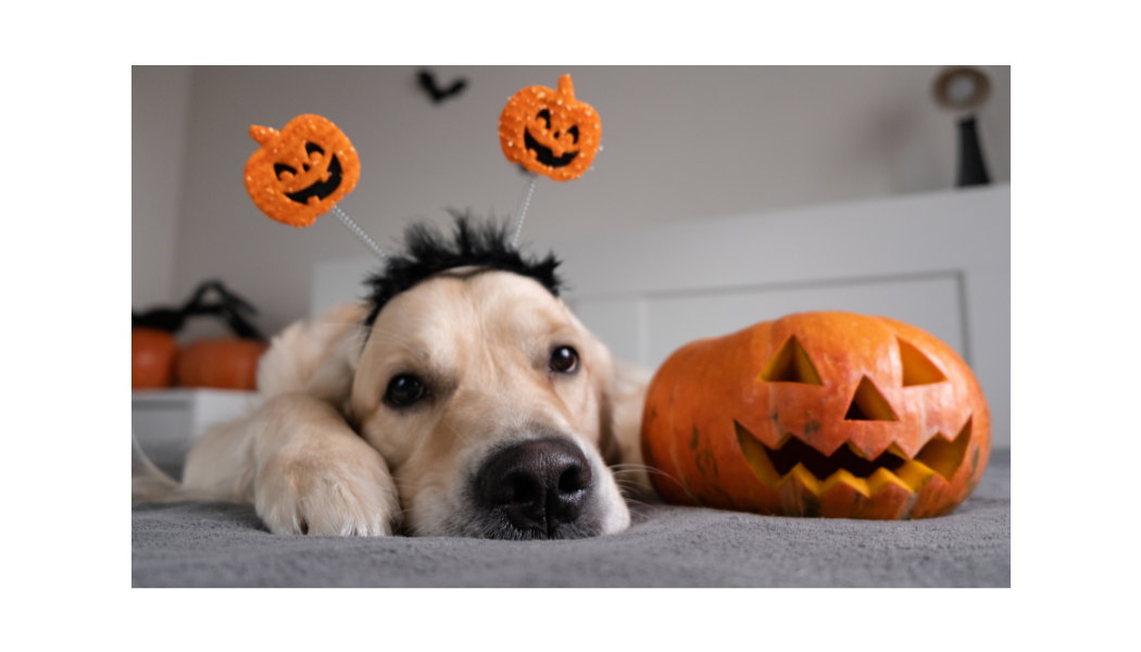 cheap dog halloween costumes