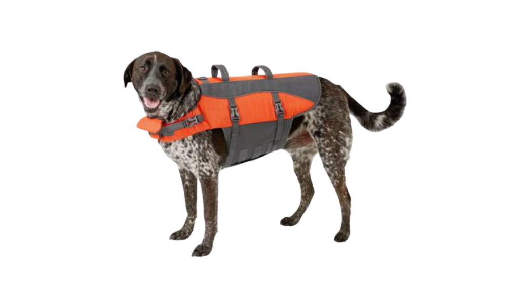 large dog wearing a large dog life jacket