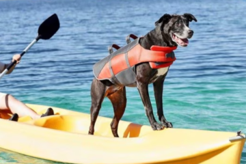 large dog life jacket with large dog on canoe