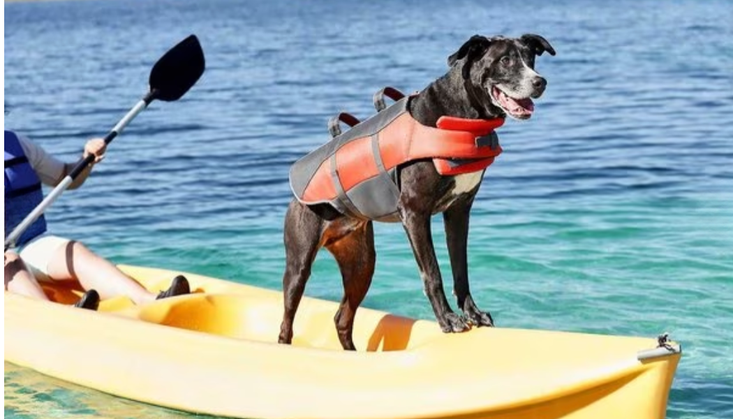 large dog life jacket with large dog on canoe