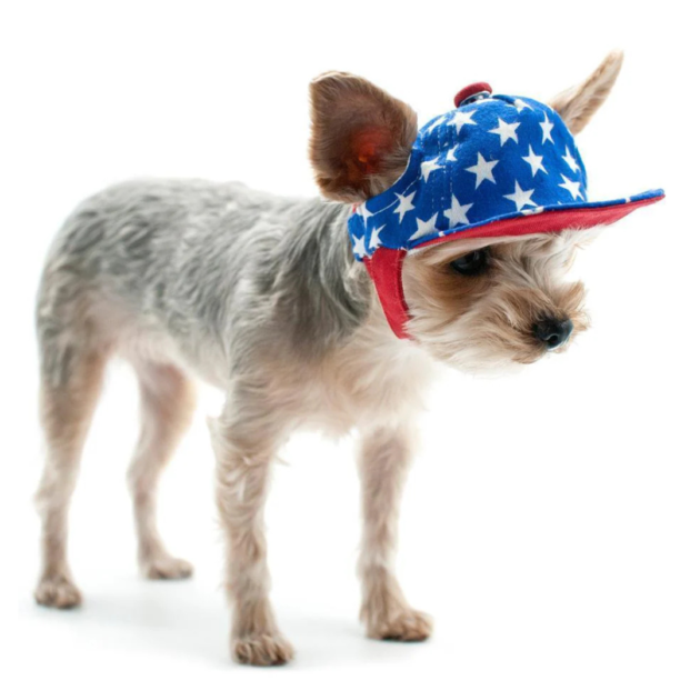 4th of July dog hat