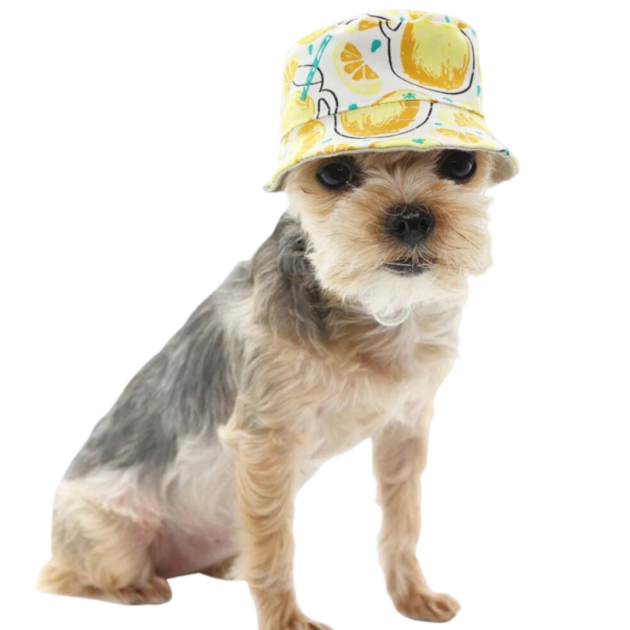 bucket dog hat